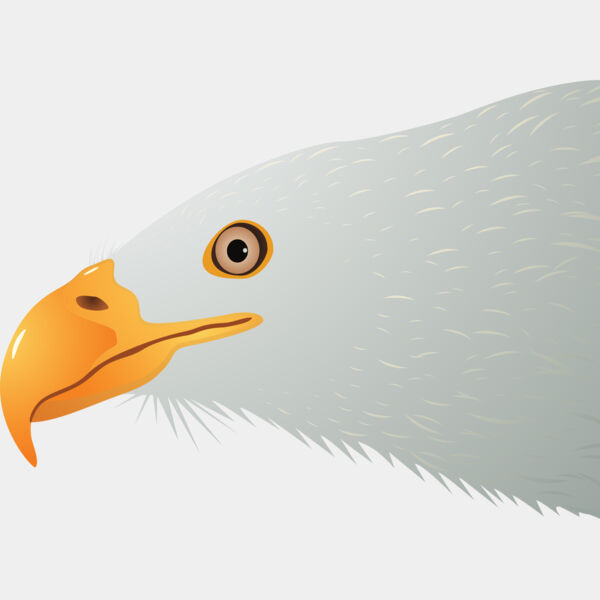 USA America Bald Eagle 3 Thumbnail